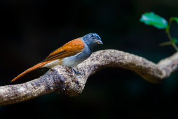 Female Asian paradise flycatcher (Terpsiphone paradisi) turn her head