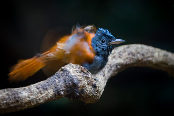 Female Asian paradise flycatcher (Terpsiphone paradisi) hard spread her feather with movement action 