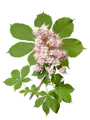 chestnut flower on a white background