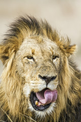 Lion in Kruger National park, South Afric