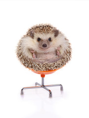 Hedgehog sitting on chair. © pandpstock001