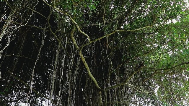 Crown of tree with vines hanging down
