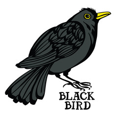 Blackbird