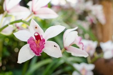 Obraz premium Cymbidium