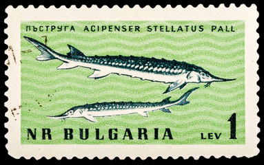 BULGARIA - CIRCA 1975: A stamp printed in Bulgaria shows Sturgeon, series, circa 1975