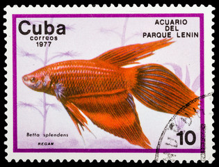 CUBA - CIRCA 1977: A stamp printed in Cuba shows aquarium fish, series, circa 1977