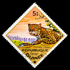 REPUBLIQUE DE GUINEE - CIRCA 1976: A stamp printed in Republique de Guinee shows Panthera pardus, Leopard, series animals, circa 1976