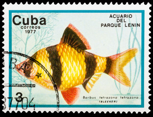 CUBA - CIRCA 1977: A stamp printed in Cuba shows aquarium fish, series, circa 1977