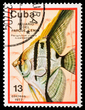 CUBA - CIRCA 1977: A stamp printed in Cuba shows aquarium fish, series, circa 1977