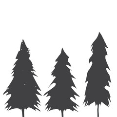 Obraz premium Pacific northwest old growth evergreen tree