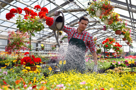 Gärtner arbeitet in einem Gewächshaus mit Blumen // Gardener works in a greenhouse with flowers