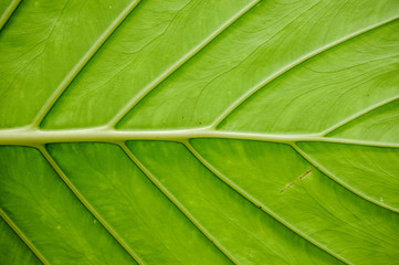 big green leaf texture horisontal