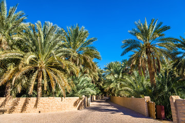 Fototapeta na wymiar View of Al Ain Oasis, the Emirate of Abu Dhabi