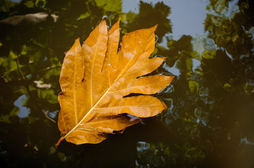 autumn leave on water nature background