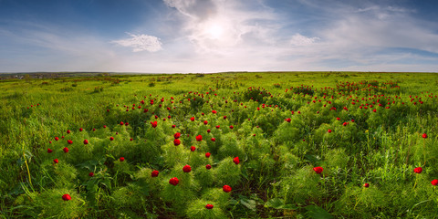 Naklejki  Letnia łąka z kwiatami dzikich piwonii
