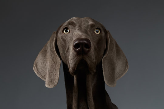 Close-up Portrait of Weimaraner dog Looking in Camera, white gradient - Powered by Adobe