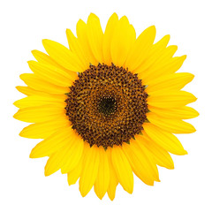 Obraz premium Sunflower isolated on white background