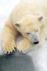 Obraz na płótnie Canvas Polar bear on white snow