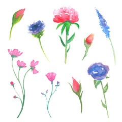 Vector Illustration of Colorful Floral Watercolor Design Elements