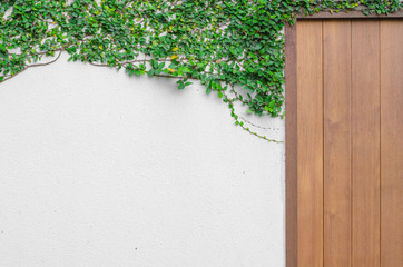 Ivy on a white wall With a wooden gate