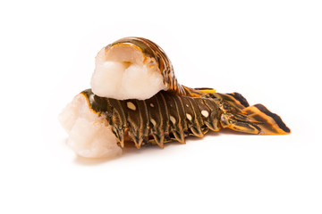 Raw Caribbean rock lobster tails isolated on a white studio back