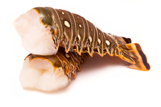 Raw Caribbean rock lobster tails isolated on a white studio back