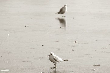 Two birds on the frozen lake; monochrome