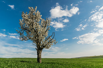 Naklejka premium Blooming tree in a green field