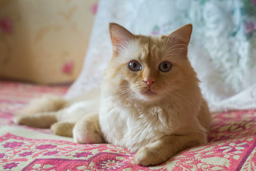Деревенский белый кот на кровати