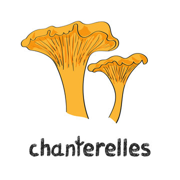Chanterelles mushrooms isolated on white. Hand drawn vector illustration.