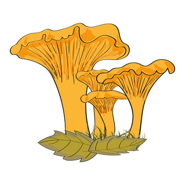 Hand drawn chanterelles mushrooms isolated on white. Vector illustration.