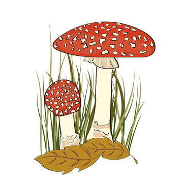Amanita mushroom vector illustration. Hand drawn design.