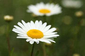 Daisy flower close up spring season