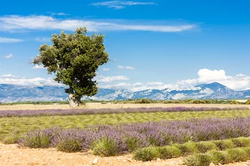 Foto op Canvas lavender field with a tree, Plateau de Valensole, Provence, Fran © Richard Semik