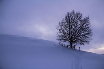 Baum auf beschneitem Feld, Morgendämmerung