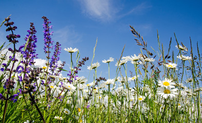 Frühlingserwachen: Meditation, Relaxen in Blumenwiese :)