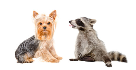 Yorkshire terrier and raccoon showing tongue