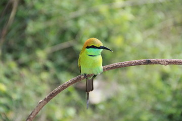 Grüner Bienenfresser - kleiner Vogel auf  einem Zweig