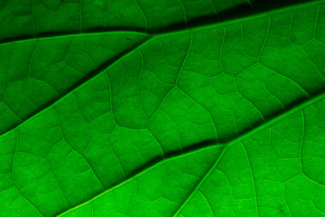 Naklejka na ściany i meble lotus leaf texture