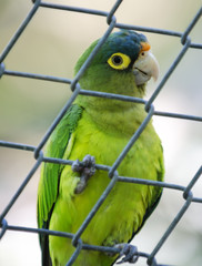 Blue-Fronted Amazon