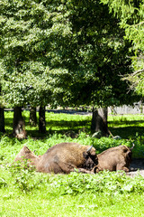 bisons, Bialowieski national park, Podlaskie Voivodeship, Poland