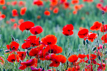 closeup red poppy field