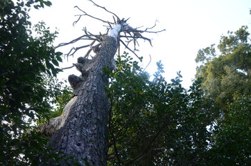 弥山からの風景