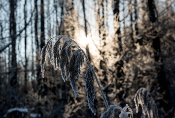 the grass is covered with snow and frost