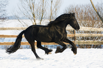 Black frisian horse in winter