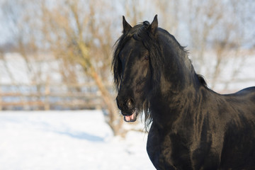 Fototapeta na wymiar Black frisian horse in winter