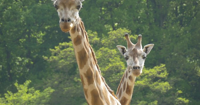 Two Giraffes Are Walking Toward Camera and Staring
