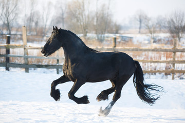 Obraz na płótnie Canvas Black frisian horse in winter
