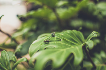 Golden flies on natural leaf