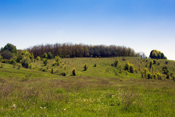 Fototapeta premium landscape of a grassy valley, hills with forest and sky
